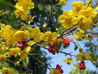 Dien Hoa-the village of yellow apricot blossoms - ảnh 1